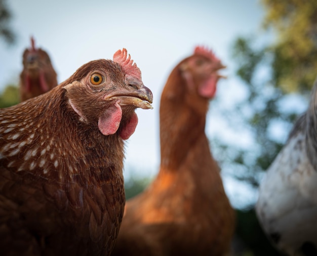 Selectieve focusopname van kippen in een boerderij