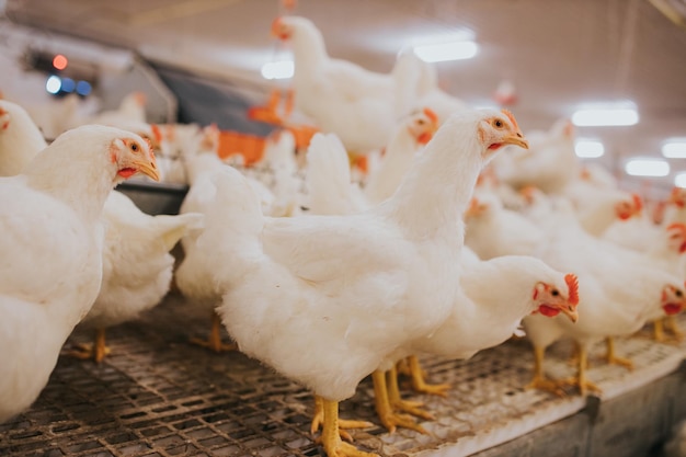 Foto selectieve focusopname van kippenboerderij binnenshuis, kippenvoer