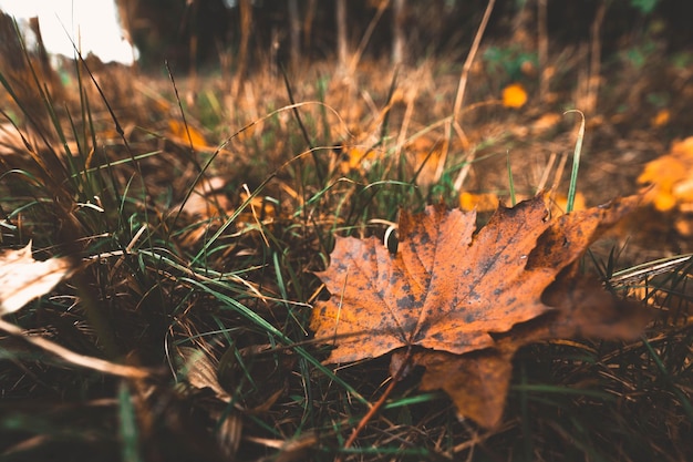 Selectieve focusopname van vuile oranje gevallen bladeren van de herfst op gras met een wazige achtergrond