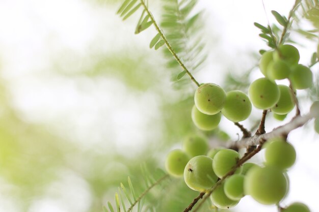 Selectieve nadruk van verse Indische kruisbes