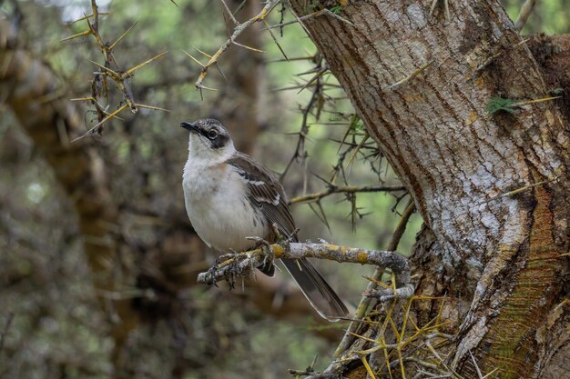 Selectieve scherpstelling van een Floreana Mockingbird die op een tak zit