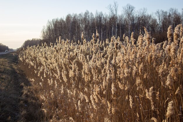 Selectieve zachte focus van droog gras, riet, stengels die in de wind waaien bij gouden zonsonderganglicht, natuur, zomer, grasconcept