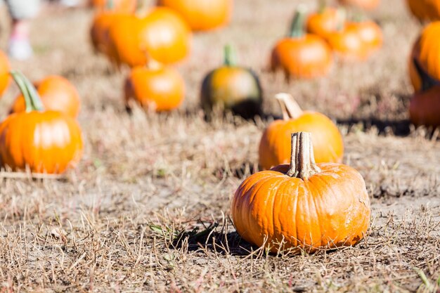 Selecting pumpkin from pumpkin patch in early Autumn.