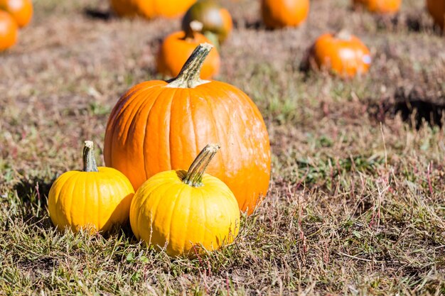 Selecting pumpkin from pumpkin patch in early Autumn.