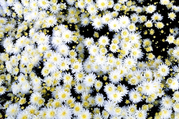 Selection of many colorful Flowers as a background