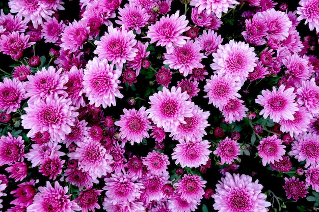 Selection of many purple Flowers as a background