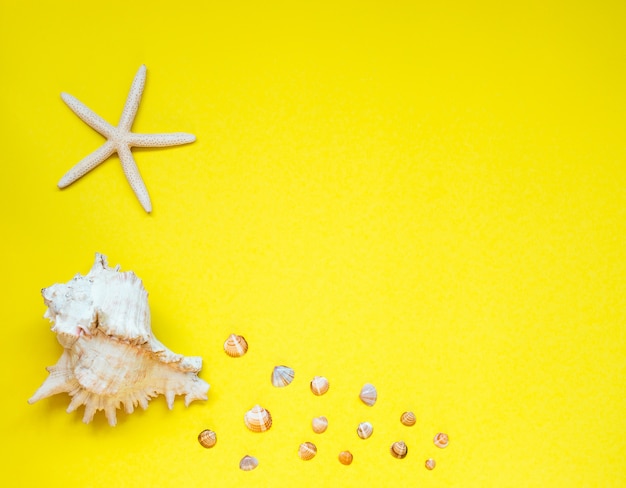 Photo selection of seashells and starfish arranged on yellow.