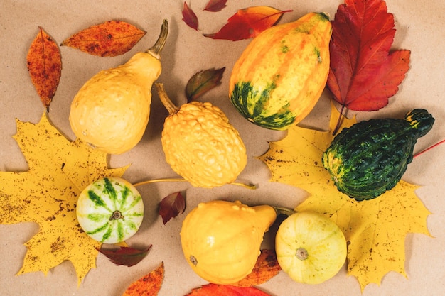 Selection of small decorative pumpkins on colourful autumn leaves