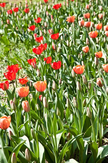 Selezione di tulipani riempiti dal sole. tutti i fiori hanno girato le teste verso la luce