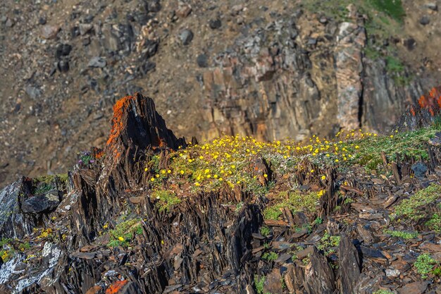 写真 selectivfocus黄色い花silverweedpotentilla arcticaは、山の高い岩の上で育ちます山の花はがきアルタイ山脈シベリア