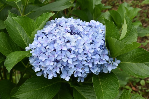 Selective closeup of blue hortensia flower in a garden