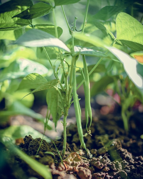 Selective closeup of green bean in a garden