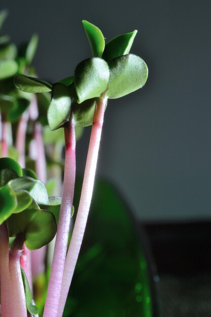 Selective Closeup of green seedlings Green sprouts growing from seed