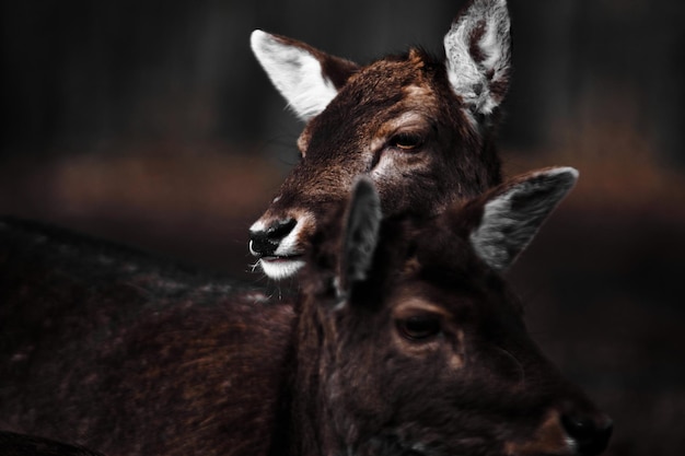 Selective closeup of two young deers hugging in the park