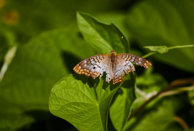 Selective closeup of a White Peacock Butterfly Anartia jatrophae with injured wings