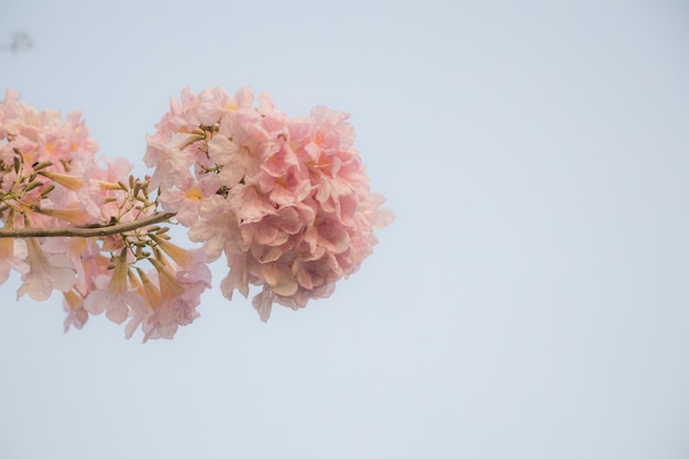 Селективный фокус красивый Tabebuia Rosea цветок расцветает в весенний сезон