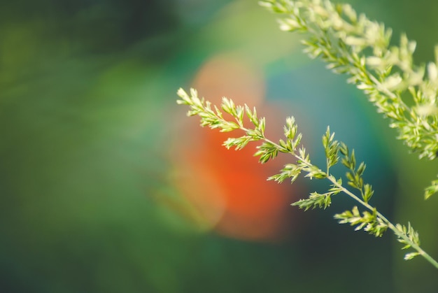 セレクティブ フォーカス。秋の背景。秋の草と花。