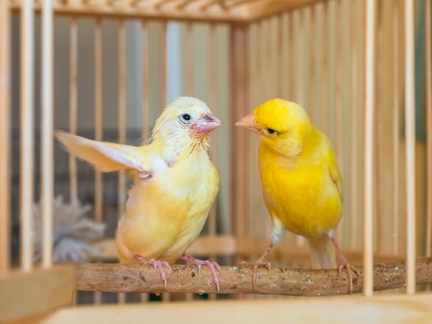 Selective focus Baby canary learn to fly under the supervision of his mom Feeding a baby canary