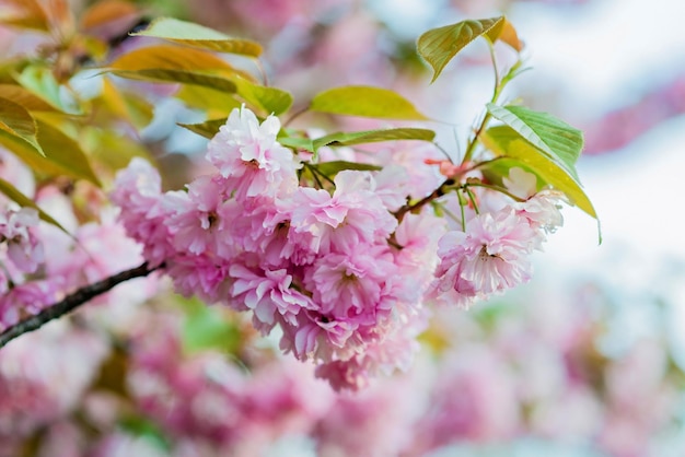 Selective focus of beautiful branches of pink Cherry blossoms on the tree Beautiful Sakura flowers during spring season in the park Flora pattern texture Nature floral background