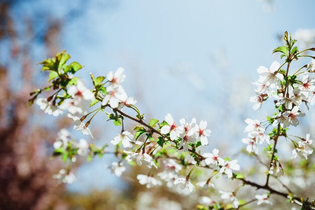 青い空の下の木にピンクの桜の美しい枝の選択的な焦点公園で春の季節の美しい桜の花フローラパターンテクスチャ自然花の背景