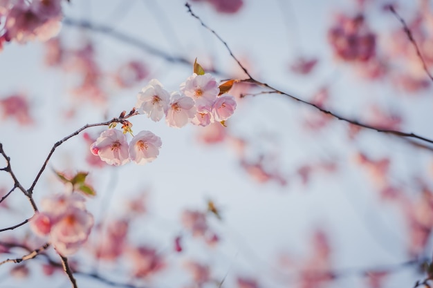 Selective focus of beautiful branches of pink Cherry blossoms on the tree under blue sky