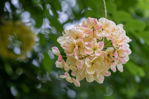 庭に咲くセレクティブフォーカスの美しいカッシア瘻の花。