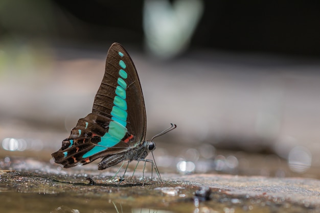 Selective focus beautiful Common Bluebottle butterfly group in nature