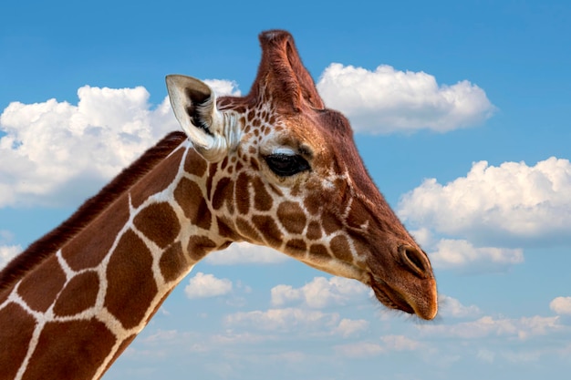 首の長い美しいキリンのセレクティブフォーカス。笑顔のキリン（giraffa camelopardalis）の肖像画は、雲と青い空を背景にしたアフリカの哺乳類です。クローズアップの肖像画の動物の顔