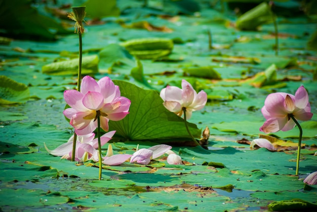 Selective focus. Beautiful lotus flowers.