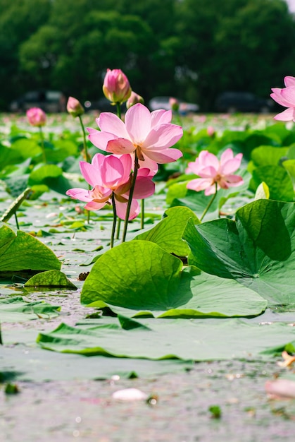 Photo selective focus. beautiful lotus flowers.