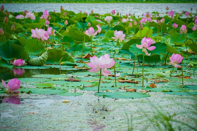 Selective focus. Beautiful lotus flowers.