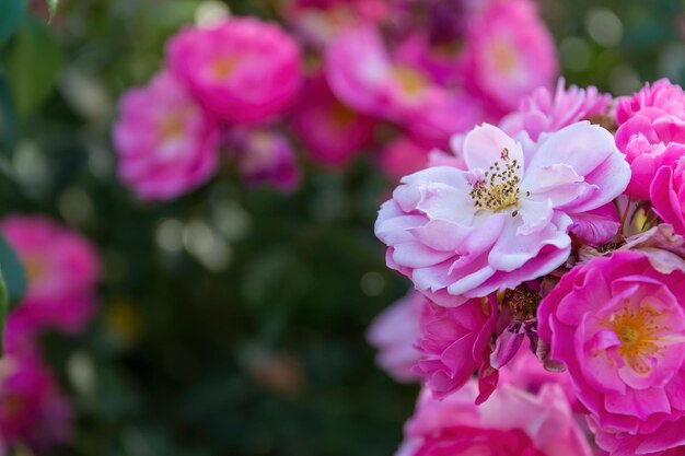 Selective focus of beautiful pink floribunda flowers