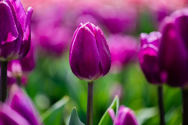 Selective focus of beautiful purple colorful tulips