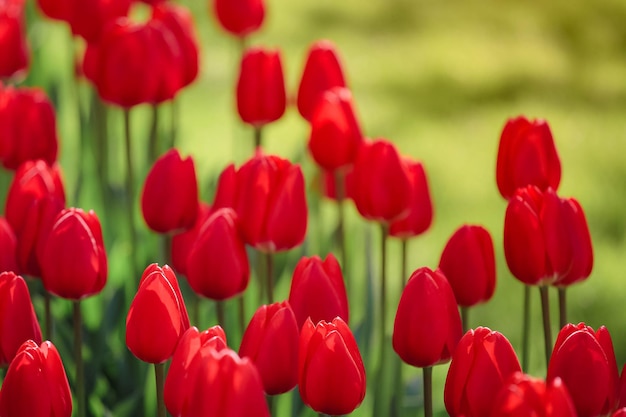 Fuoco selettivo su bei tulipani rossi al giardino di keukenhof dai paesi bassi