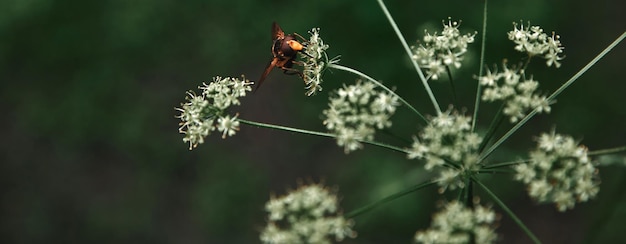 selective focus bee cow parsley