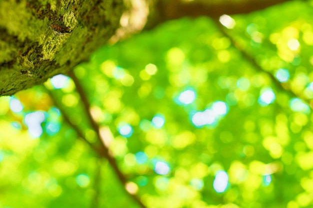 Foto focalizzazione selettiva faggio in estate albero dall'alto verso il basso sfondo naturale