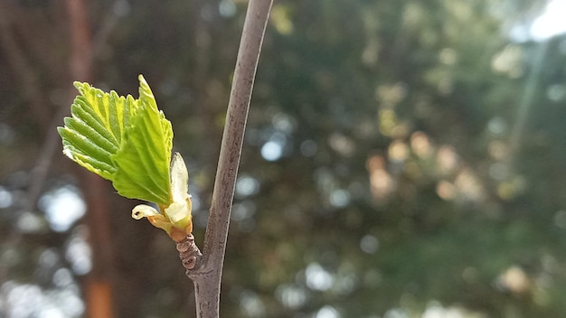 Selective focus birch branch close up in early spring small leaves and buds blurred background