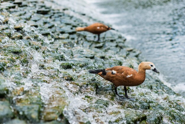 selective focus bird standing stones