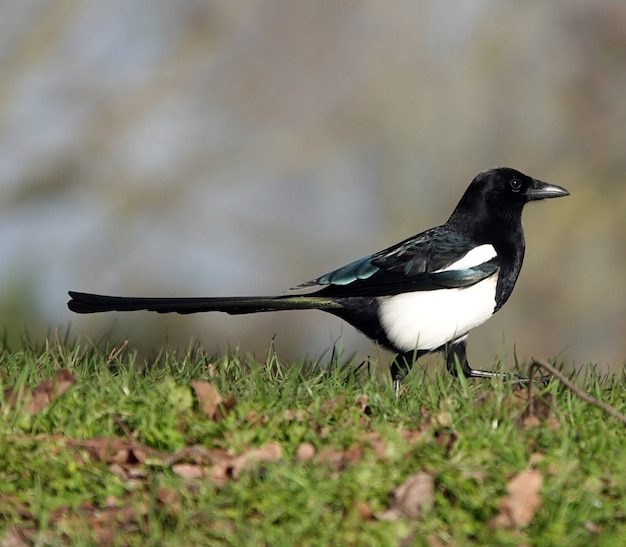 Selective focus of a black-headed magpie walking on the field