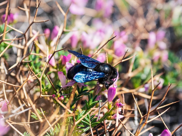 Selective focus. Bright spring flower background with a bee. Great carpenter bumblebee (Xylocopa) collecting pollen and nectar from beautiful purple flowers Onobrychis cornuta.