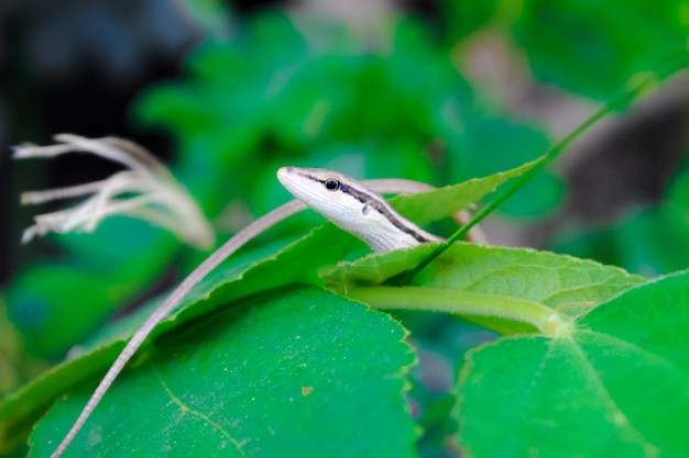 사진 선택적 초점 갈색 노란색 도마뱀이 나뭇잎 위에서 일광욕을 하고 있습니다. 녹색 잎이 근접 촬영된 lacertilia