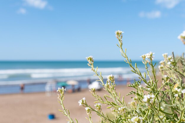 Photo selective focus of a bush and the beach in the background with copy space