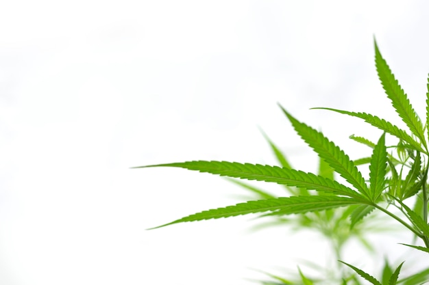 Selective focus of cannabis branch on white, cannabis branch  with copy space text