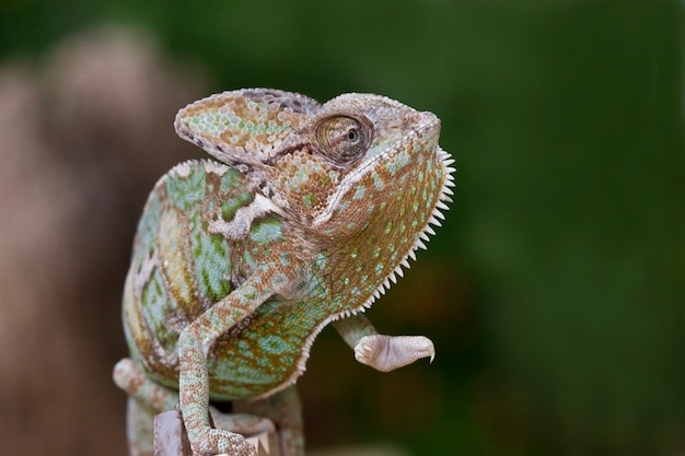 Messa a fuoco selettiva di chameleon