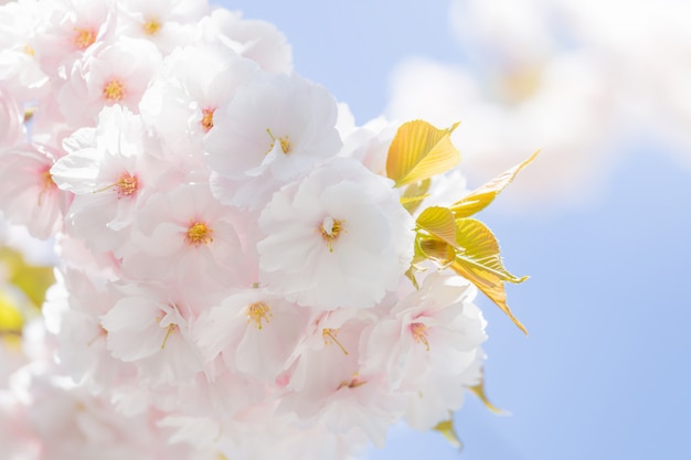 Fiore di ciliegio sakura del fuoco selettivo nel giappone con fondo vago del cielo blu