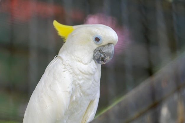 Foto messa a fuoco selettiva da vicino bellissimo cacatua bianco sulphur crested cockatoo bianco pappagallo è fauna selvatica uccello può parlare