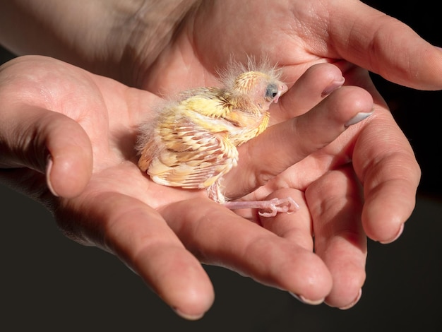 Selective focus closeup of newly hatched canary chick on a\
human palm will be warmed by love and the warmth of the sun spring\
replenishment in the family breeding of songbirds at home