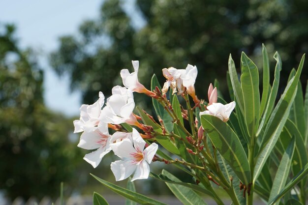 オレアンダー花の植物の選択的焦点クローズアップ