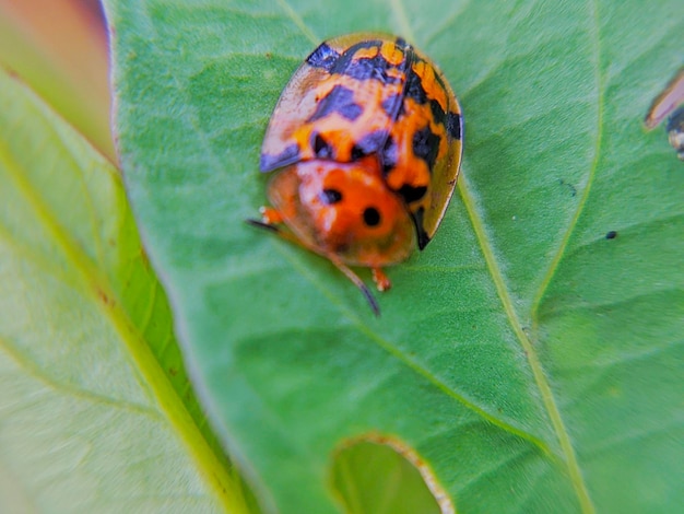 Selective focus of clown ladybird on a leaf Animal macro photo