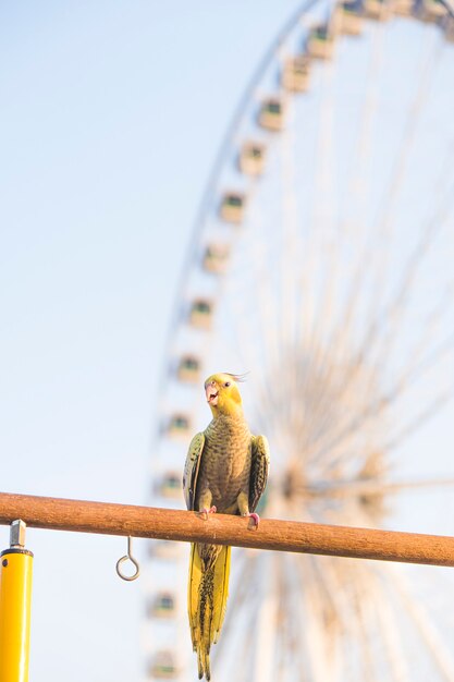 木製スタンドのオカメインコNymphicushollandicus鳥の選択的な焦点